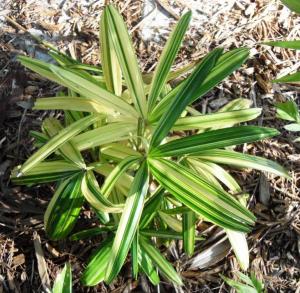 Rhapis excelsa variegated 1-01 6-20-11.JPG